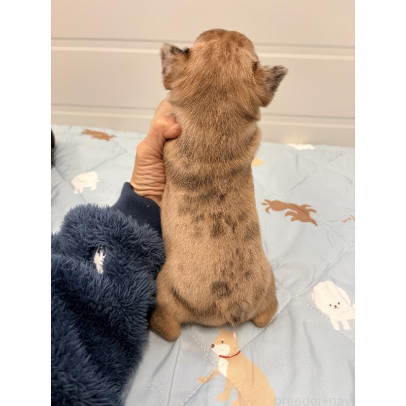 販売中の千葉県のフレンチブルドッグ-433984の7枚目