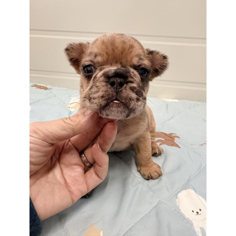 販売中の千葉県のフレンチブルドッグ-433984の6枚目