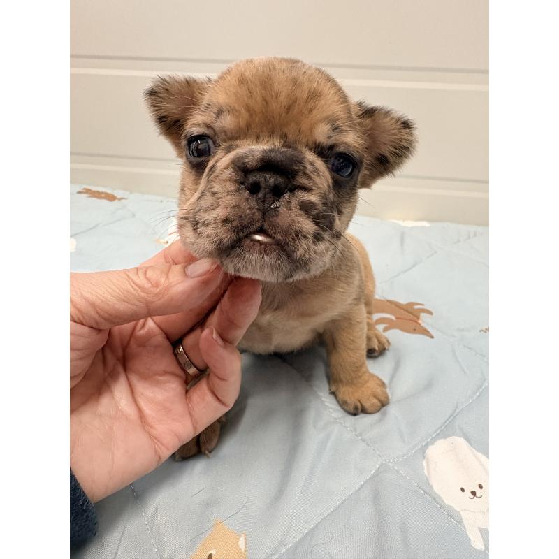 販売中の千葉県のフレンチブルドッグ-433984の5枚目