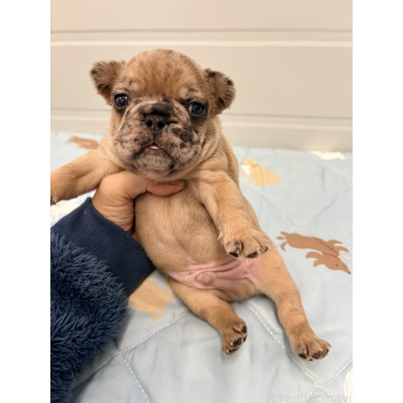 販売中の千葉県のフレンチブルドッグ-433984の4枚目