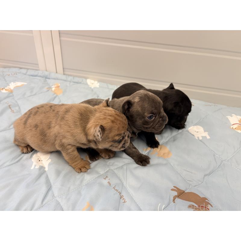 販売中の千葉県のフレンチブルドッグ-433984の3枚目