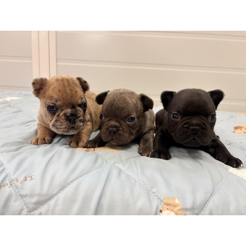 販売中の千葉県のフレンチブルドッグ-433984の2枚目