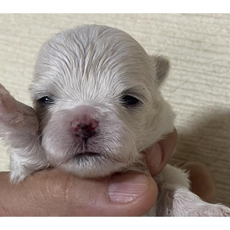 販売中の岡山県のマルチーズ-430377