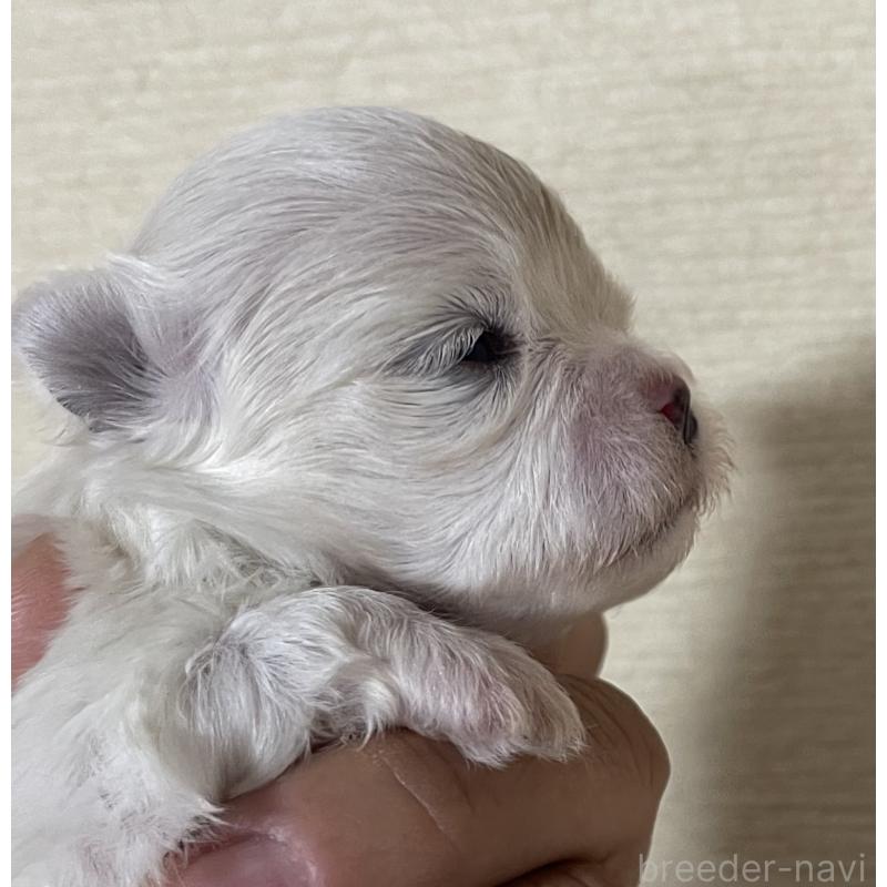販売中の岡山県のマルチーズ-430377の7枚目