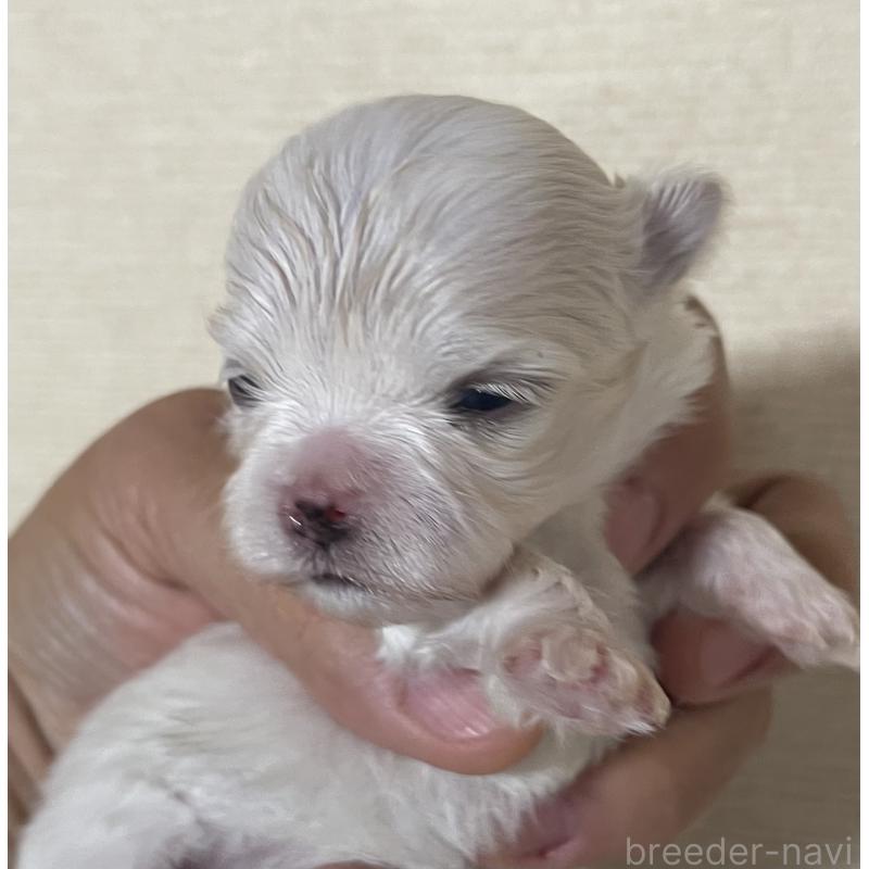 販売中の岡山県のマルチーズ-430377の6枚目