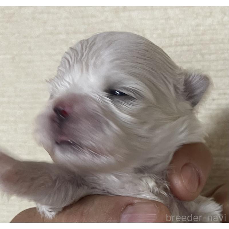 販売中の岡山県のマルチーズ-430377の5枚目