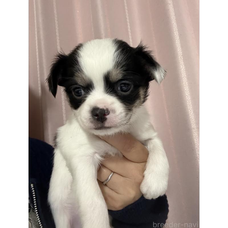 販売中の茨城県のチワワ(ロングコート)-433985の5枚目