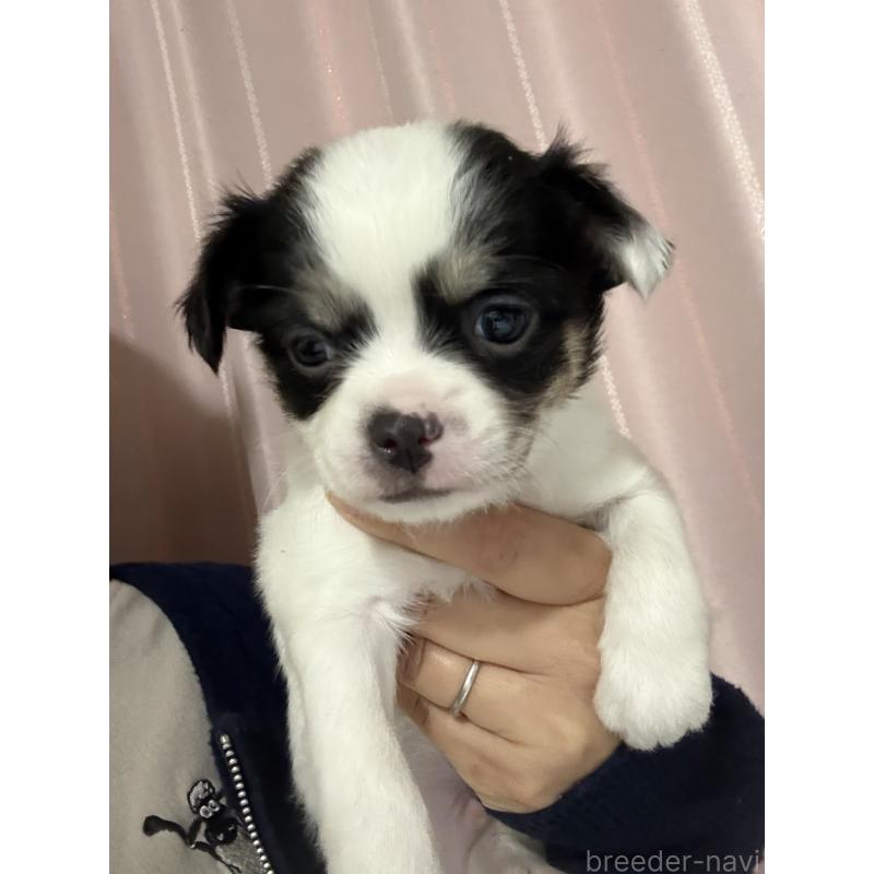 販売中の茨城県のチワワ(ロングコート)-433985の4枚目