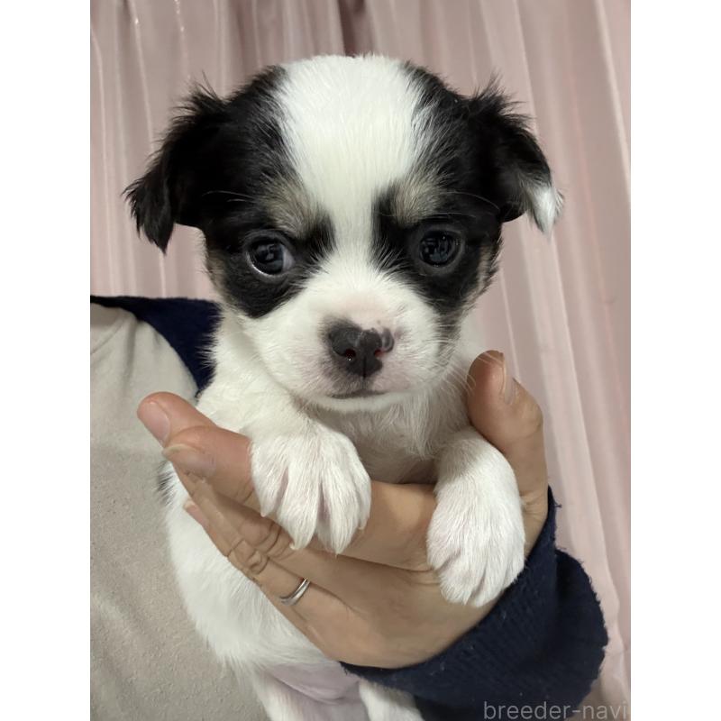 販売中の茨城県のチワワ(ロングコート)-433985の3枚目