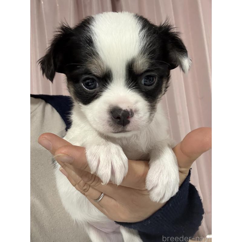 販売中の茨城県のチワワ(ロングコート)-433985の2枚目