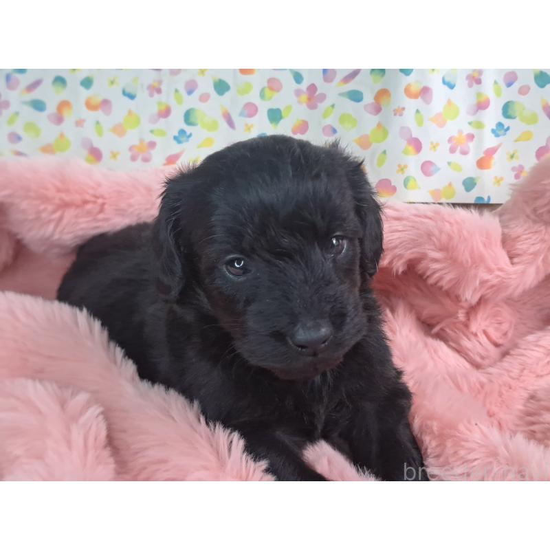 販売中の愛知県のダップー:ミニチュアダックスフンド×トイプードル-429287