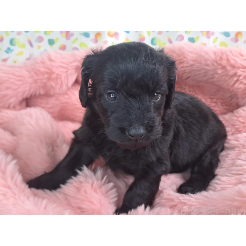 商談中の愛知県のダップー:ミニチュアダックスフンド×トイプードル-429287の7枚目