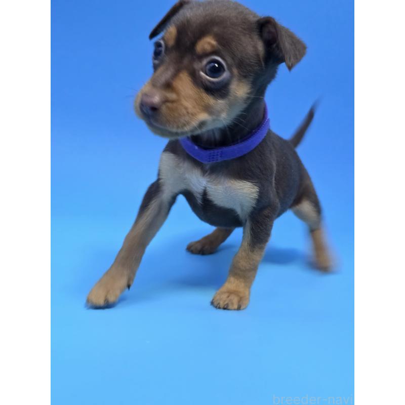 販売中の静岡県のミニチュアピンシャー(ミニピン)-434028の10枚目