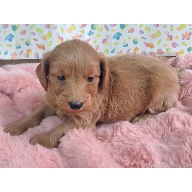 販売中の愛知県のダップー:ミニチュアダックスフンド×トイプードル-429288の15枚目