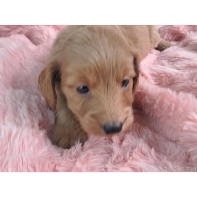 販売中の愛知県のダップー:ミニチュアダックスフンド×トイプードル-429288の12枚目