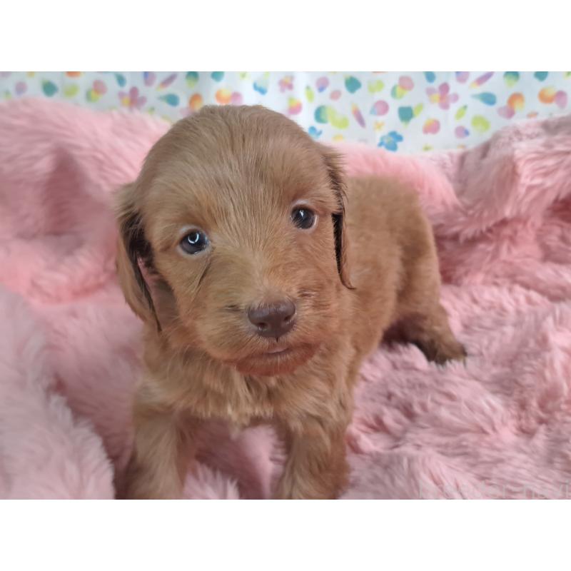 販売中の愛知県のダップー:ミニチュアダックスフンド×トイプードル-429292