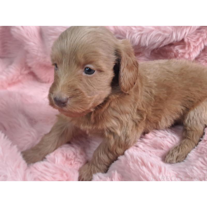 販売中の愛知県のダップー:ミニチュアダックスフンド×トイプードル-429292の13枚目