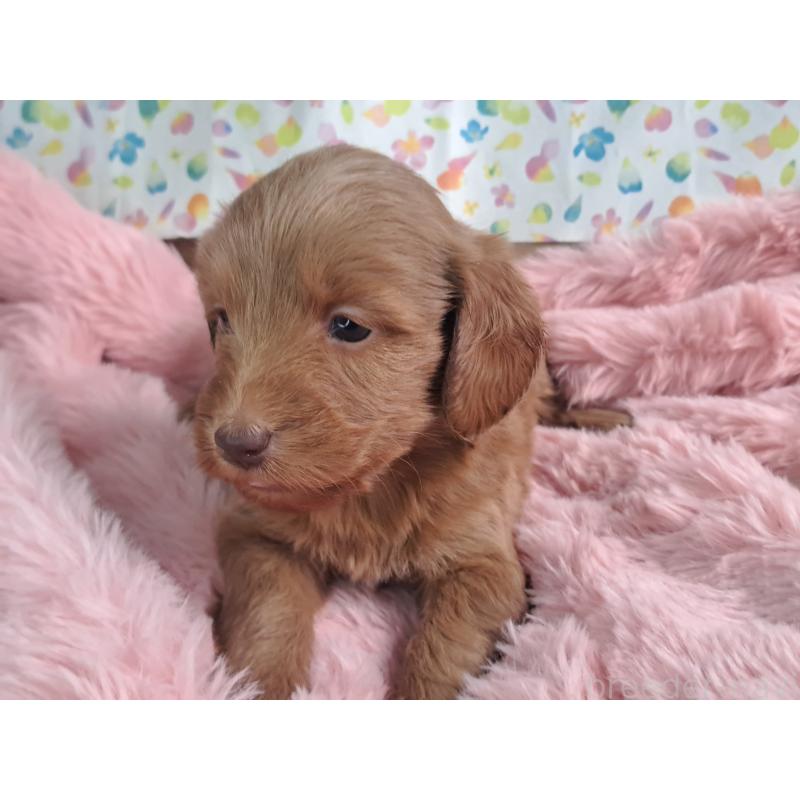 販売中の愛知県のダップー:ミニチュアダックスフンド×トイプードル-429292の12枚目