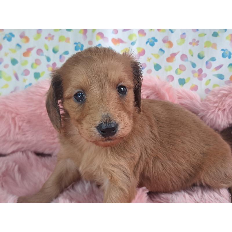 販売中の愛知県のダップー:ミニチュアダックスフンド×トイプードル-429293の15枚目