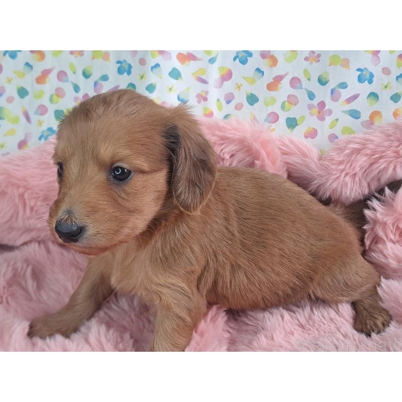 販売中の愛知県のダップー:ミニチュアダックスフンド×トイプードル-429293の14枚目