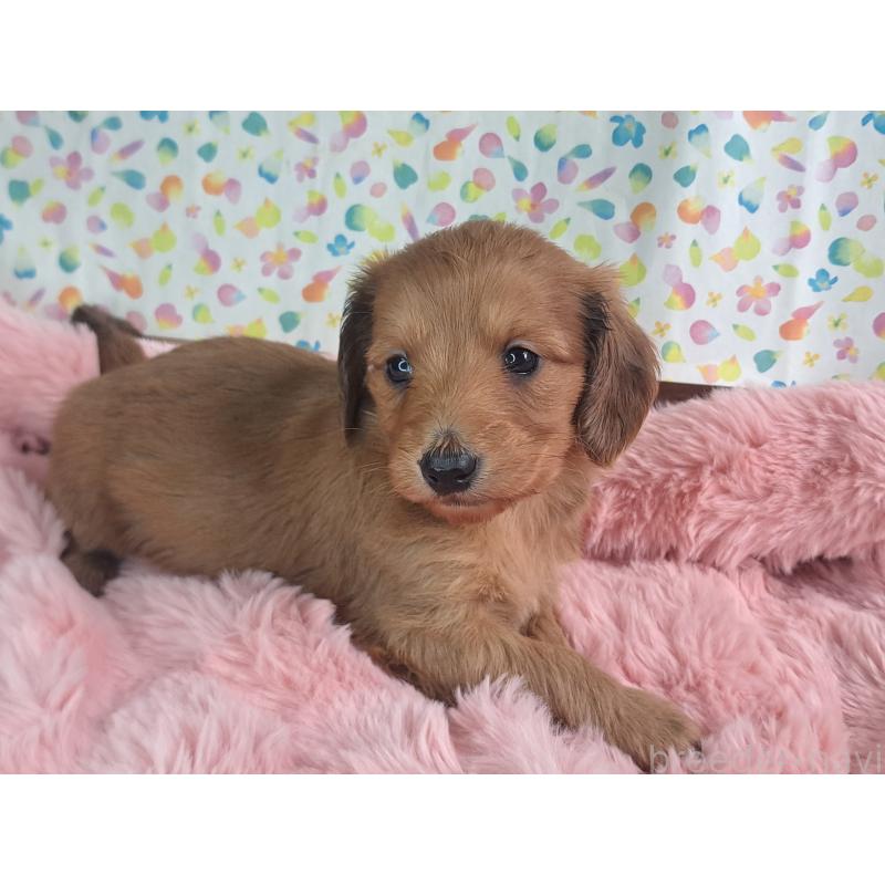 販売中の愛知県のダップー:ミニチュアダックスフンド×トイプードル-429293の13枚目