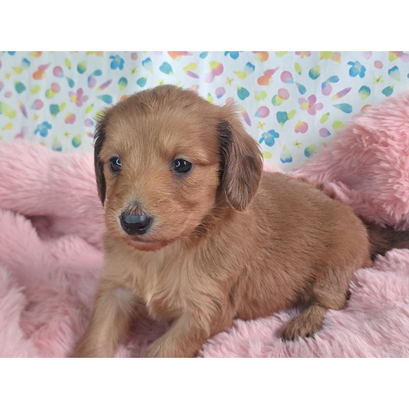 販売中の愛知県のダップー:ミニチュアダックスフンド×トイプードル-429293