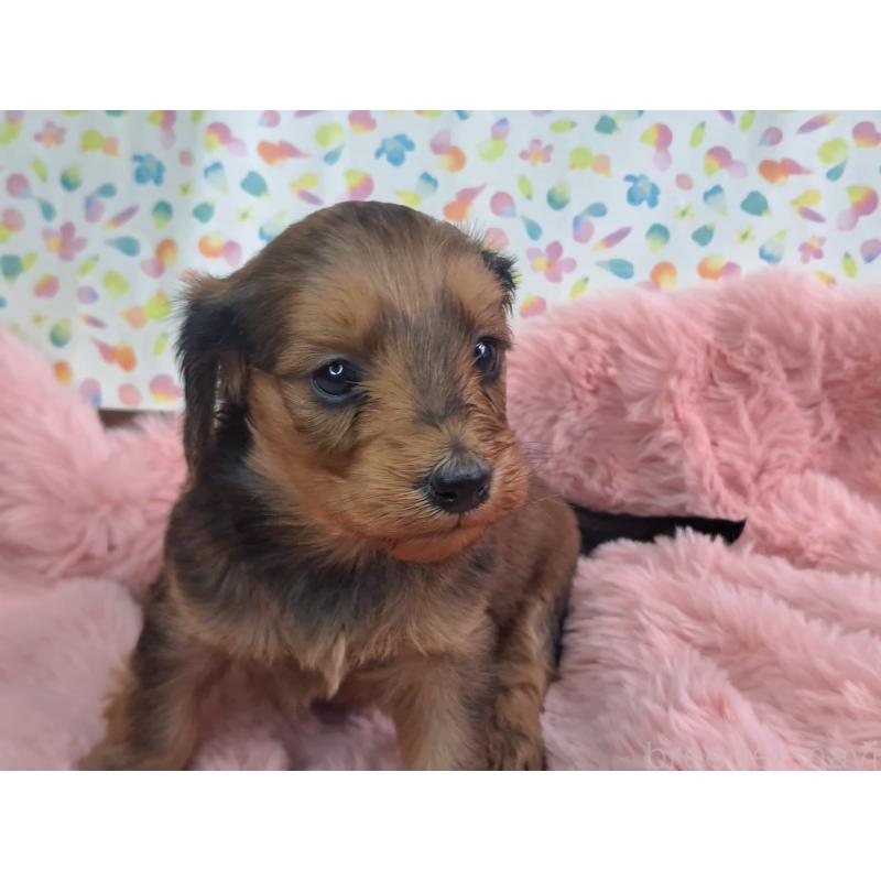 商談中の愛知県のダップー:ミニチュアダックスフンド×トイプードル-429291の15枚目