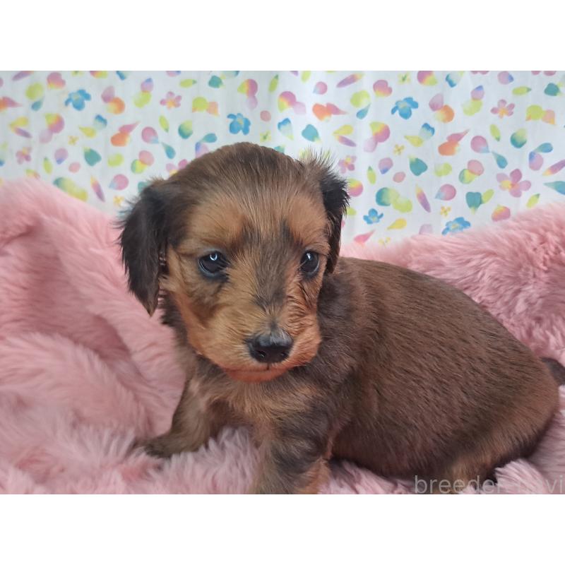 商談中の愛知県のダップー:ミニチュアダックスフンド×トイプードル-429291の14枚目