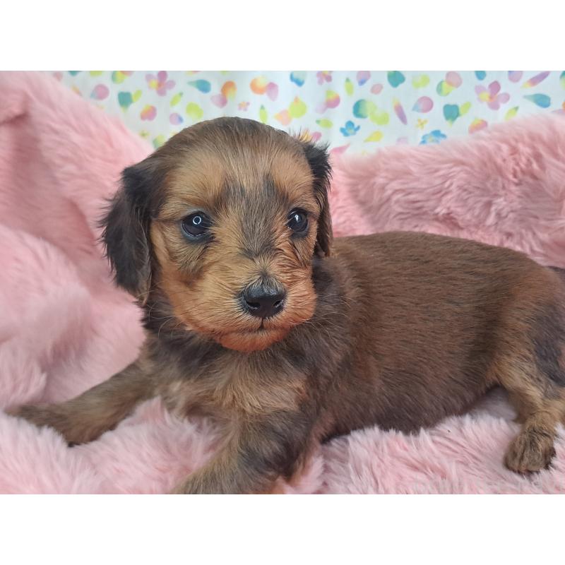 販売中の愛知県のダップー:ミニチュアダックスフンド×トイプードル-429291