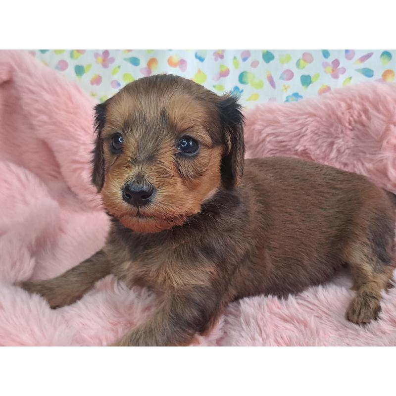 商談中の愛知県のダップー:ミニチュアダックスフンド×トイプードル-429291の12枚目