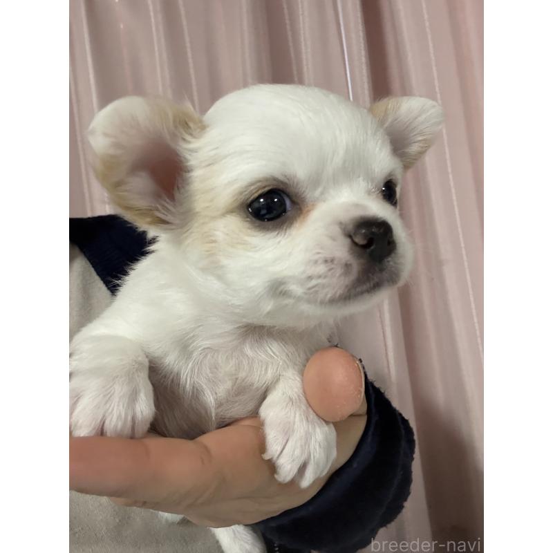 販売中の茨城県のチワワ(ロングコート)-433986の6枚目