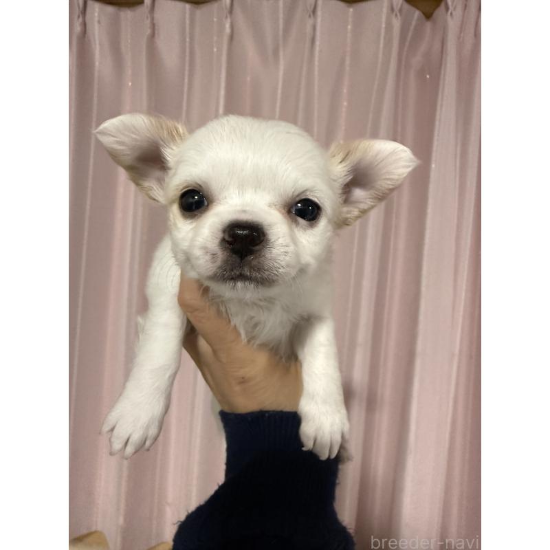 販売中の茨城県のチワワ(ロングコート)-433986の5枚目