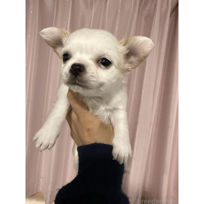 販売中の茨城県のチワワ(ロングコート)-433986の4枚目