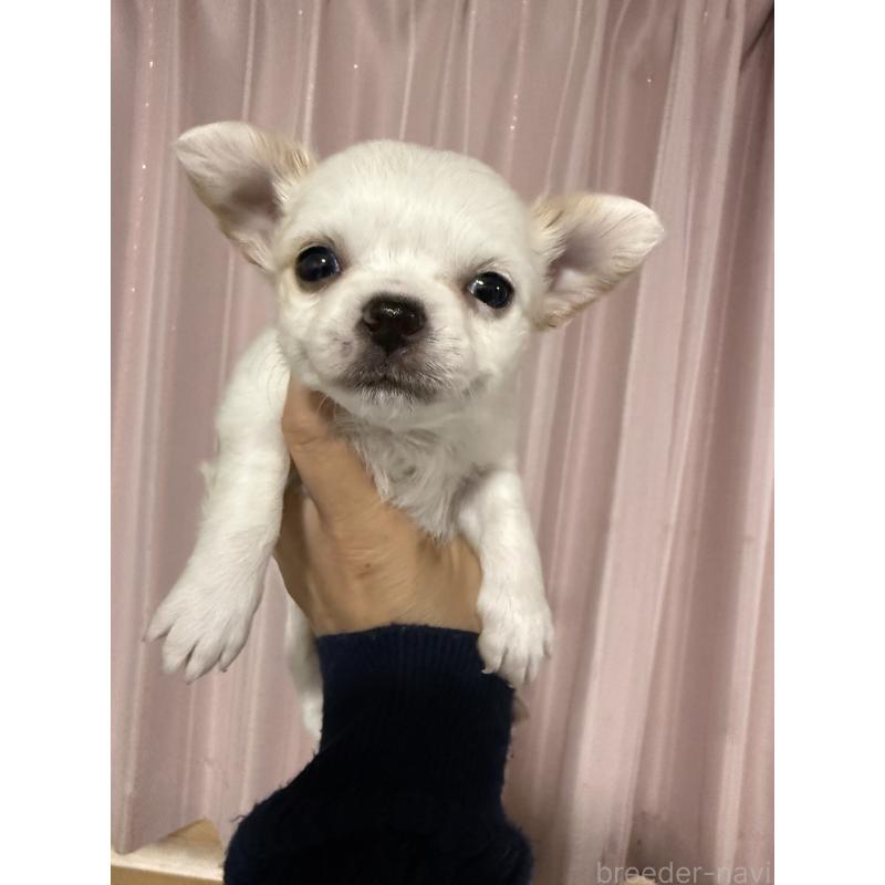 販売中の茨城県のチワワ(ロングコート)-433986の3枚目