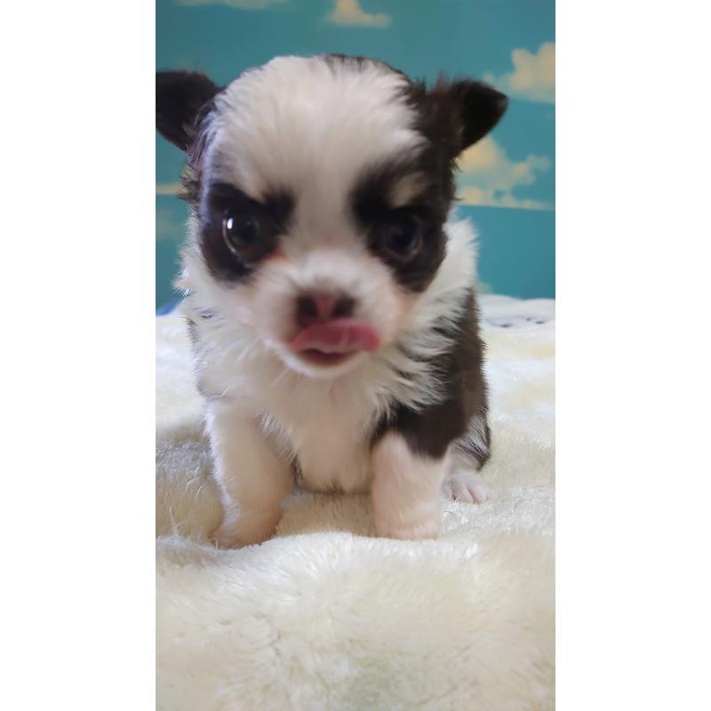 販売中の埼玉県のチワワ(ロングコート)-426425の3枚目