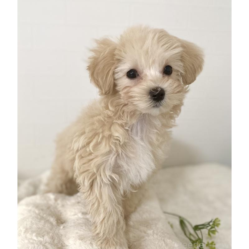 販売中の静岡県のマルプー:マルチーズ×トイプードル-433987の5枚目