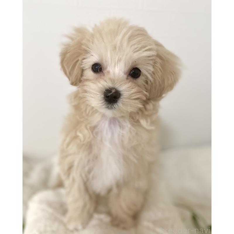 販売中の静岡県のマルプー:マルチーズ×トイプードル-433987の3枚目