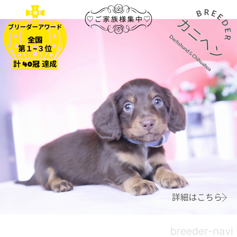 販売中の愛知県のカニンヘンダックスフンド(ロングヘアード)-430602