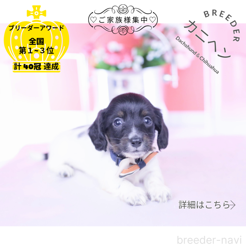 販売中の愛知県のカニンヘンダックスフンド(ロングヘアード)-430616