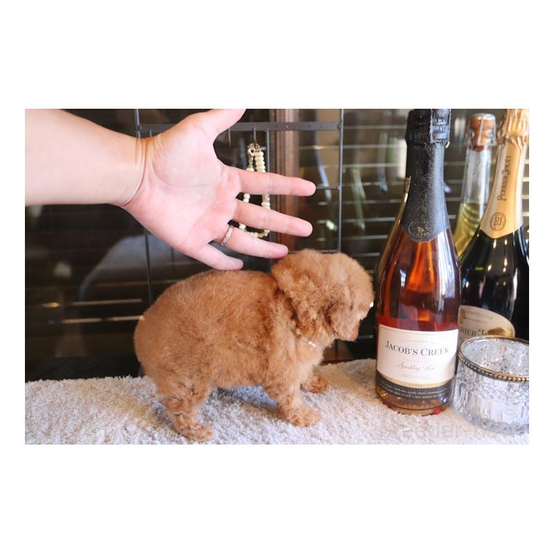 販売中の埼玉県のティーカッププードル-433988の5枚目