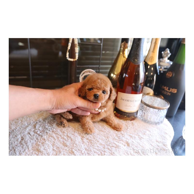 販売中の埼玉県のティーカッププードル-433988の4枚目