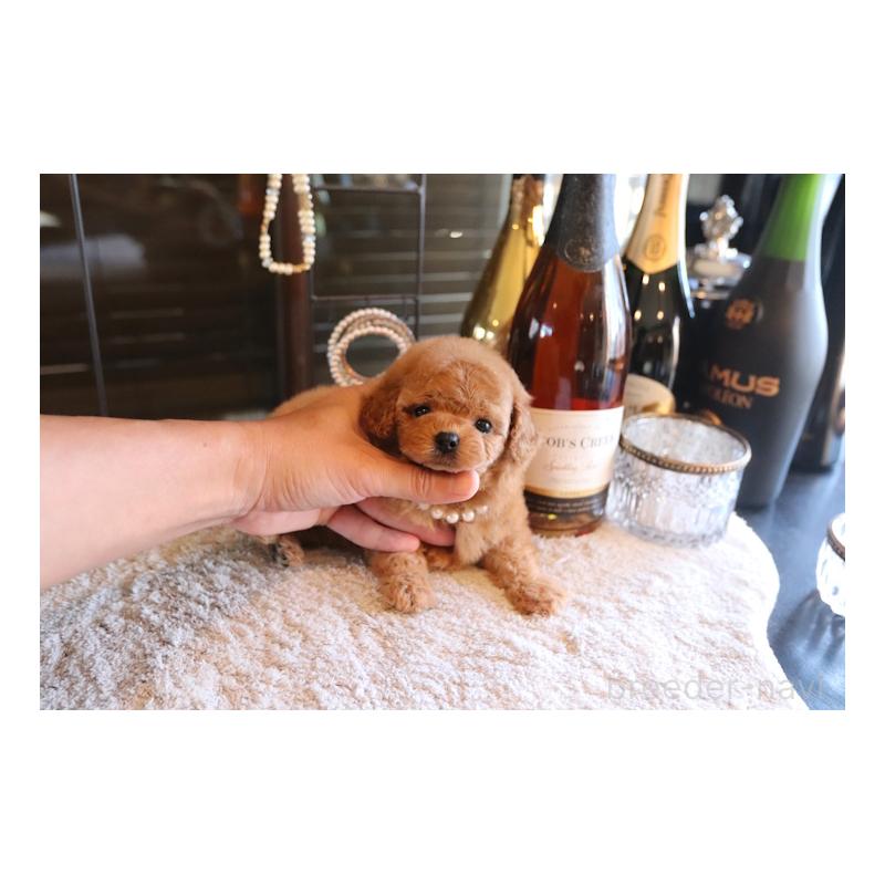 販売中の埼玉県のティーカッププードル-433988の3枚目