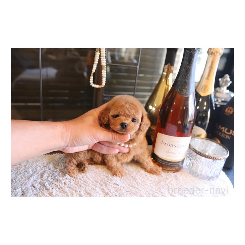 販売中の埼玉県のティーカッププードル-433988の2枚目