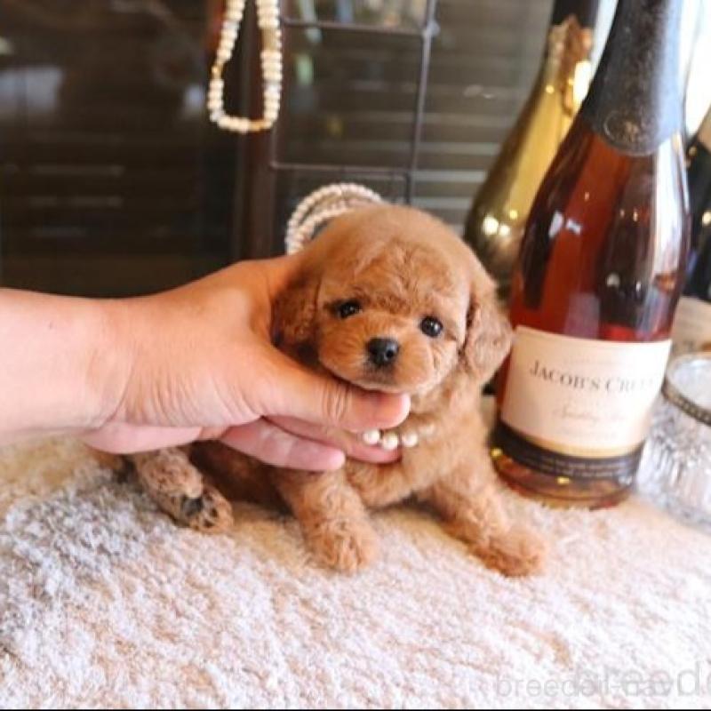 販売中の埼玉県のティーカッププードル-433988の1枚目