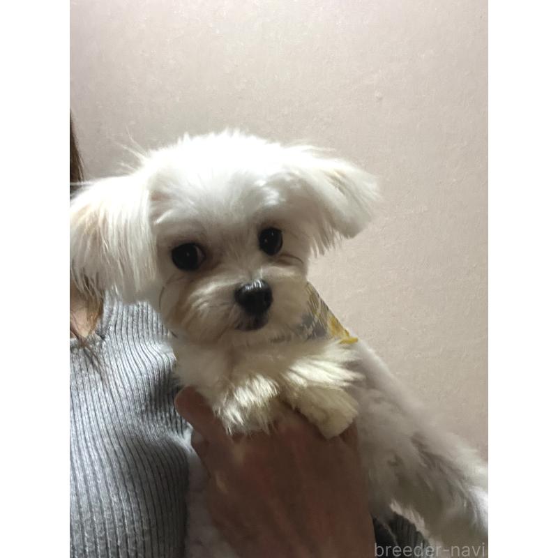 販売中の埼玉県のミックス犬-403681の3枚目