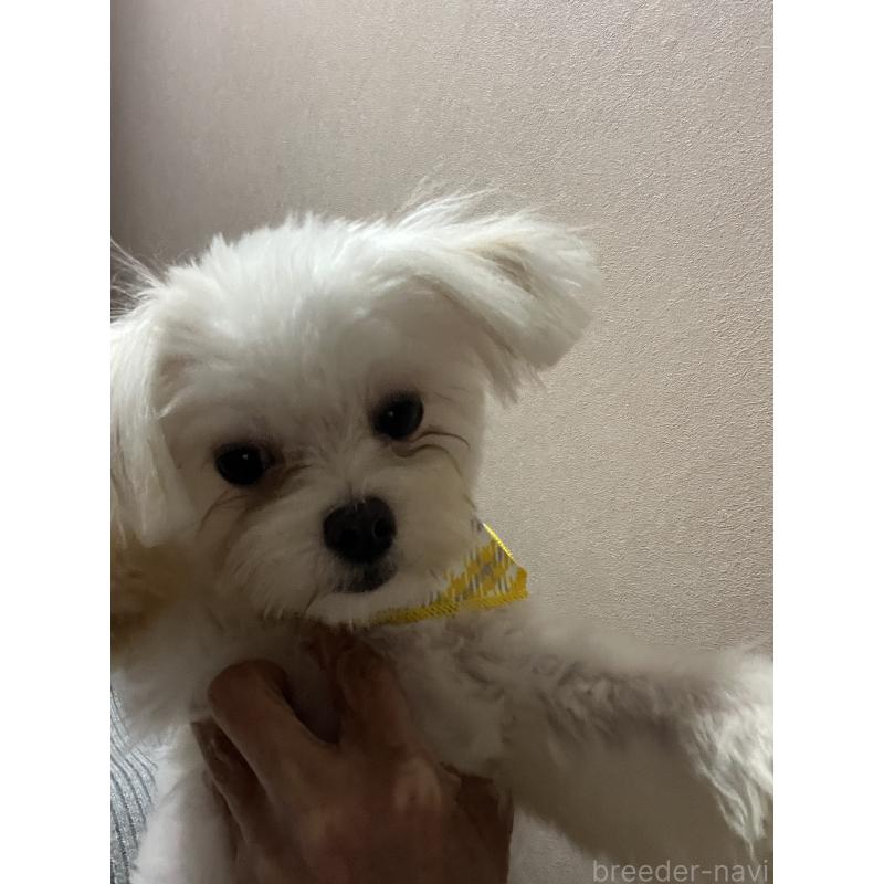 販売中の埼玉県のミックス犬-403681の2枚目