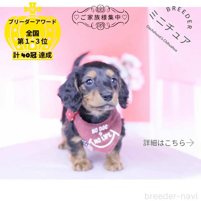 販売中の愛知県のミニチュアダックスフンド(ロングヘアード)-430869