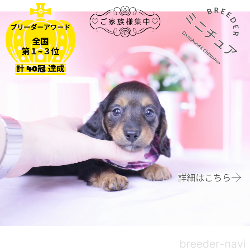 販売中の愛知県のミニチュアダックスフンド(ロングヘアード)-430867