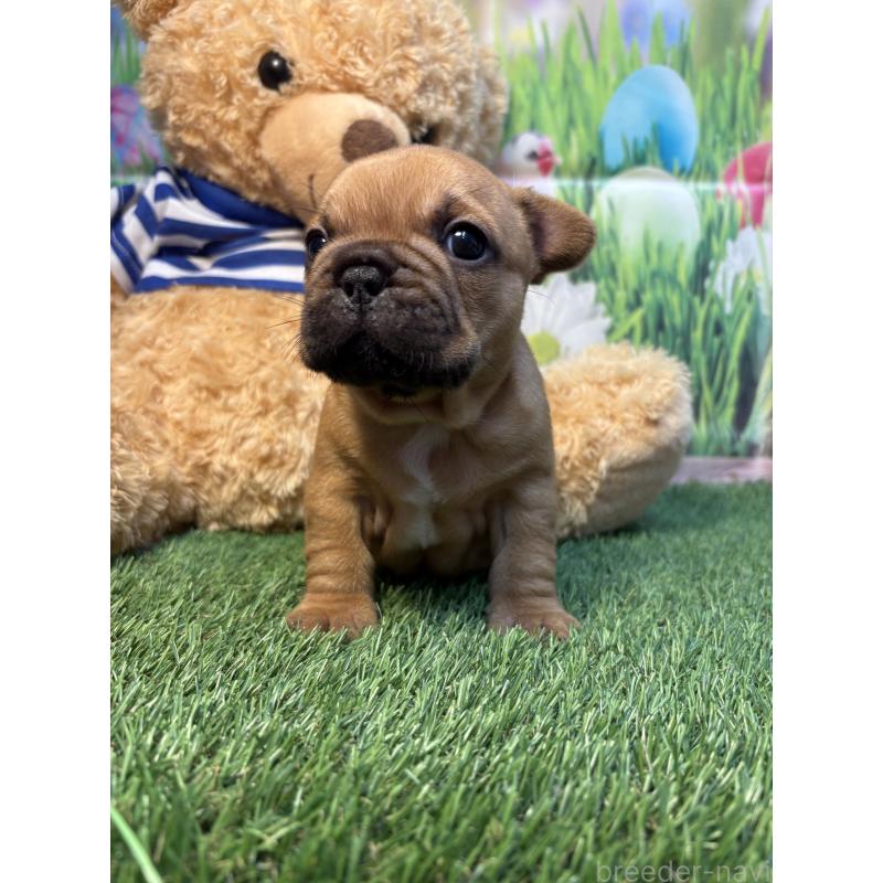 販売中の神奈川県のフレンチブルドッグ-433989の5枚目