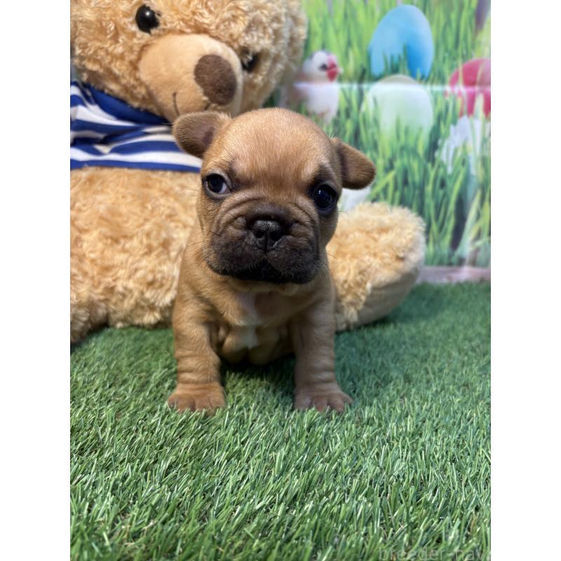 販売中の神奈川県のフレンチブルドッグ-433989の4枚目